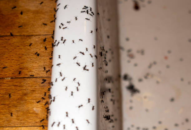 Best Cockroach Control Services  in Camden, AL
