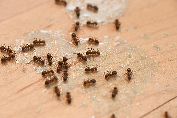 Best Commercial Pest Control Services  in Camden, AL
