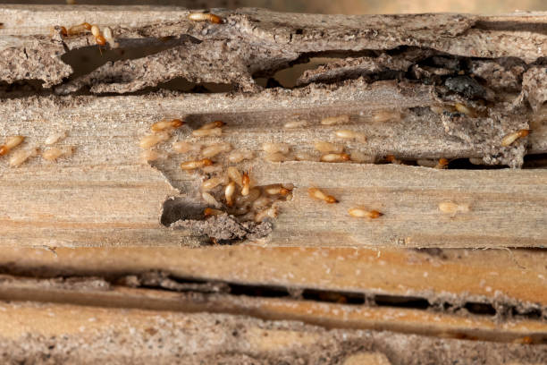 Best Mosquito Control Services  in Camden, AL